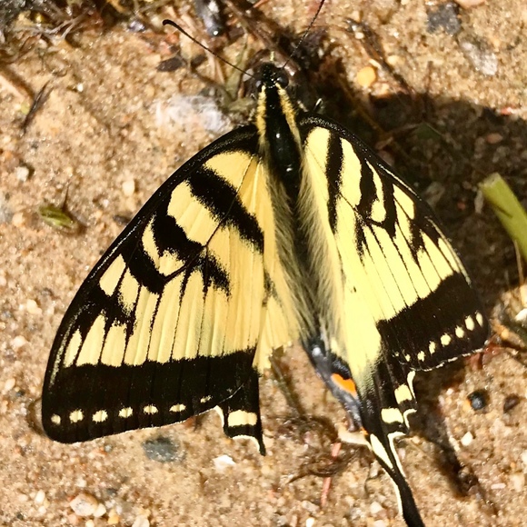 Meet your Posher, Melissa - Picture 1 of 1